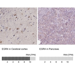 EGR4 Antibody, Novus Biologicals:Antibodies:Primary Antibodies